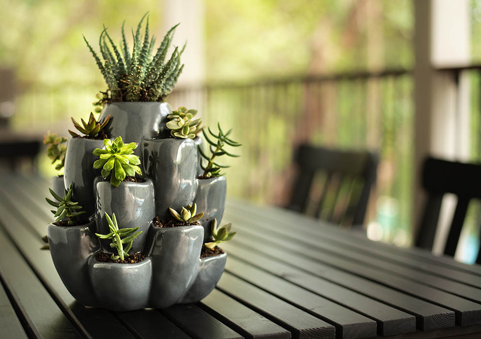 Grey Cacti Pot