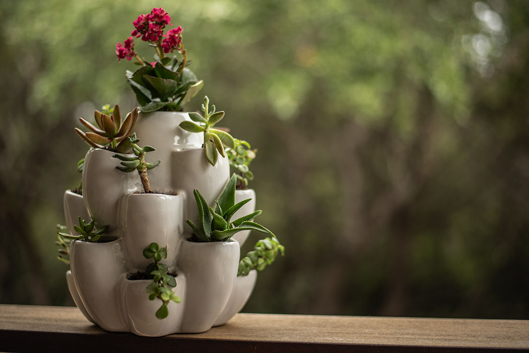 White Cacti Pot