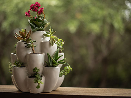 White Cacti Pot