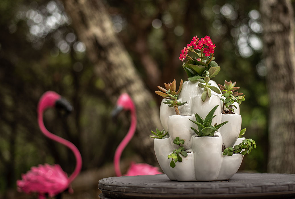 White Cacti Pot