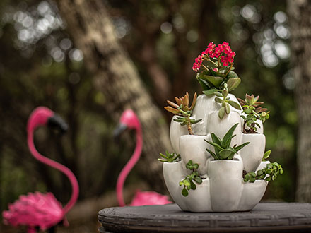 White Cacti Pot