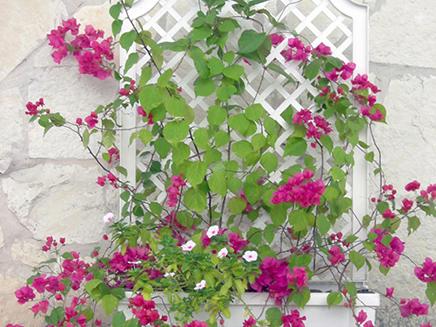 Calypso Planter Reservoir Trellis