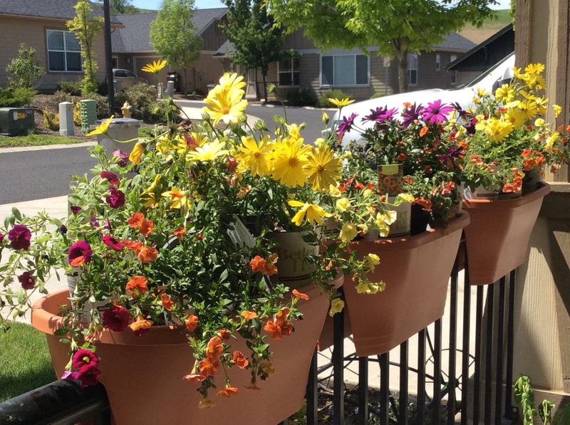 Corsica Flower Bridge Planters Oval