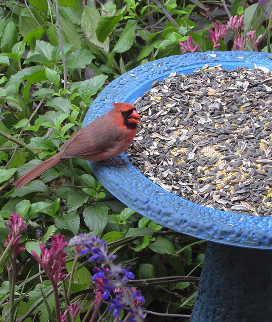 dark light blue birdbath 5 with bird