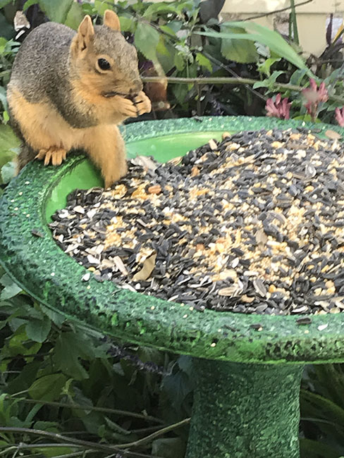 dark light green birdbath 4