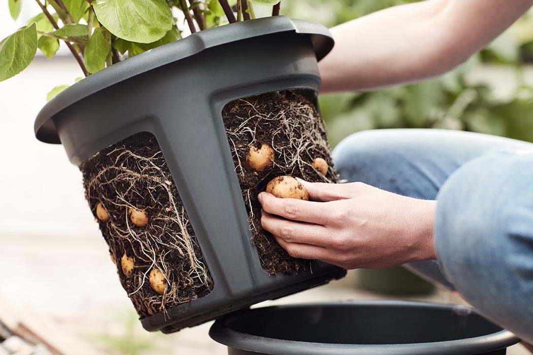 Potato Pot Planter