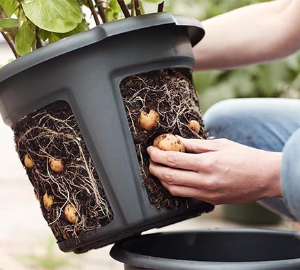 potato pot planter