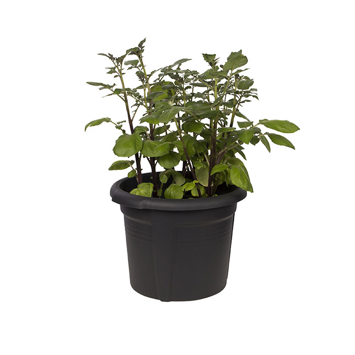 Potato Pot Planter