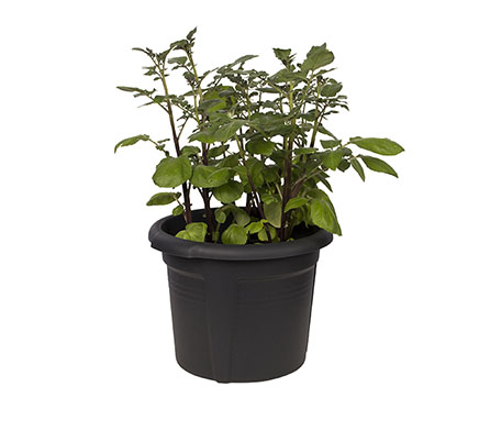 potato pot planter