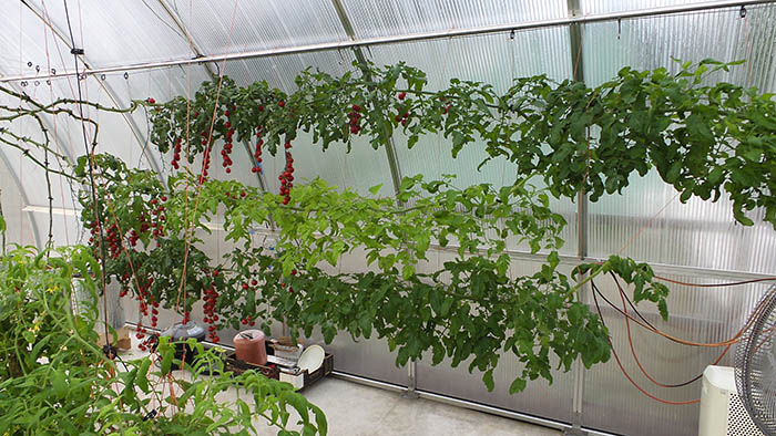 dec 4 photo 2 riga xl tomato crop