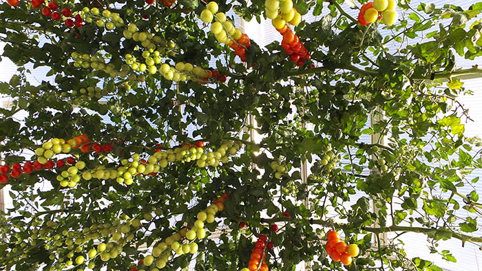 large tomato crop yield