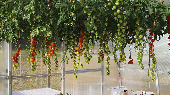 july 14 riga xl tomato crop