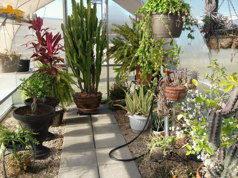 roga greenhouse