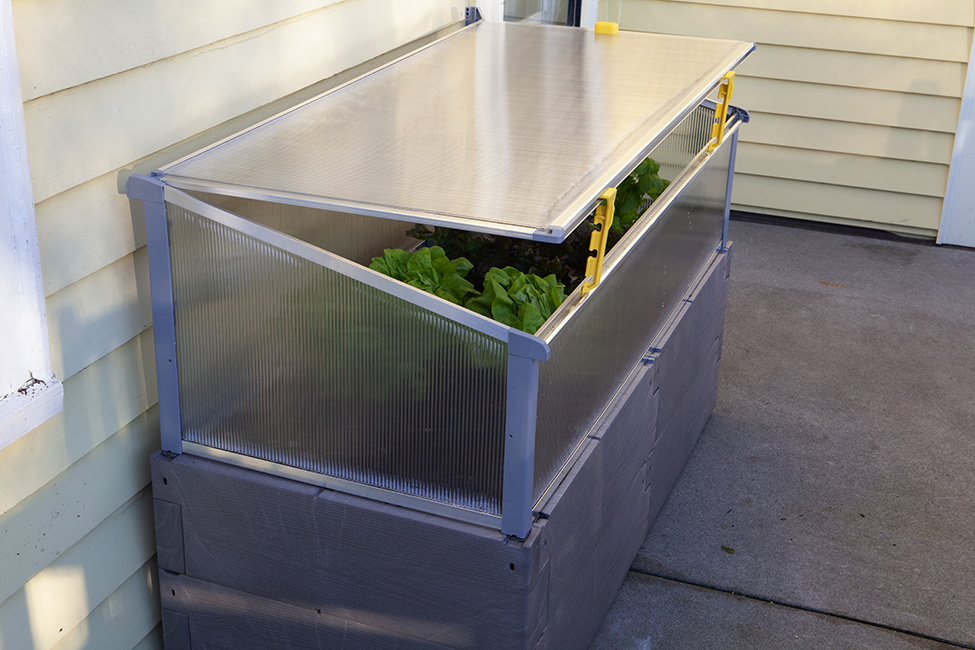 gray timber raised bed with cold frame against house propped open