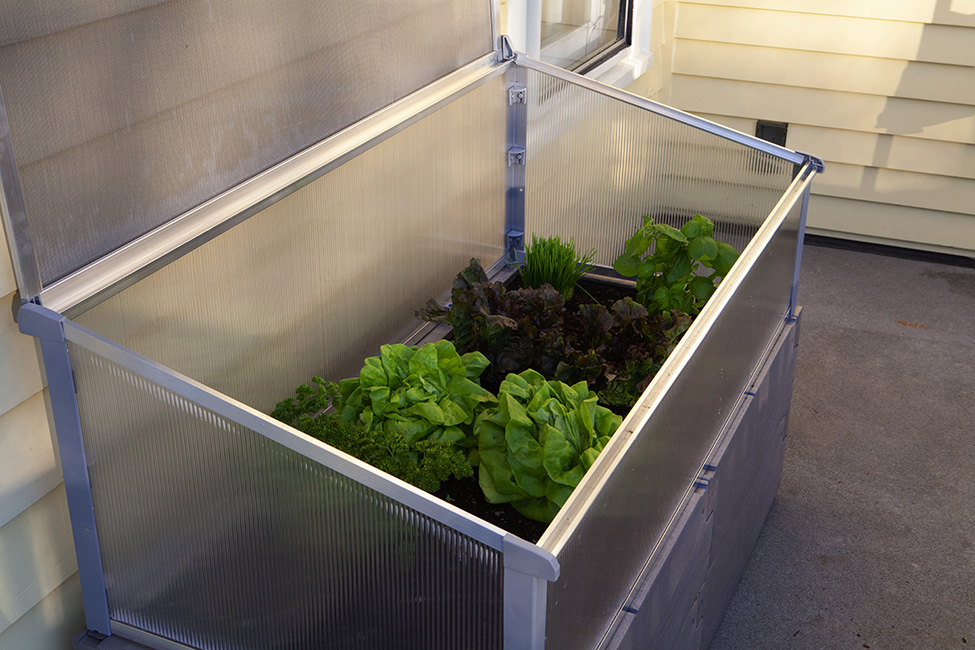 gray timber raised bed with cold frame against house fully open inner view