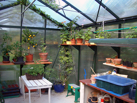 victorian greenhouse vi34