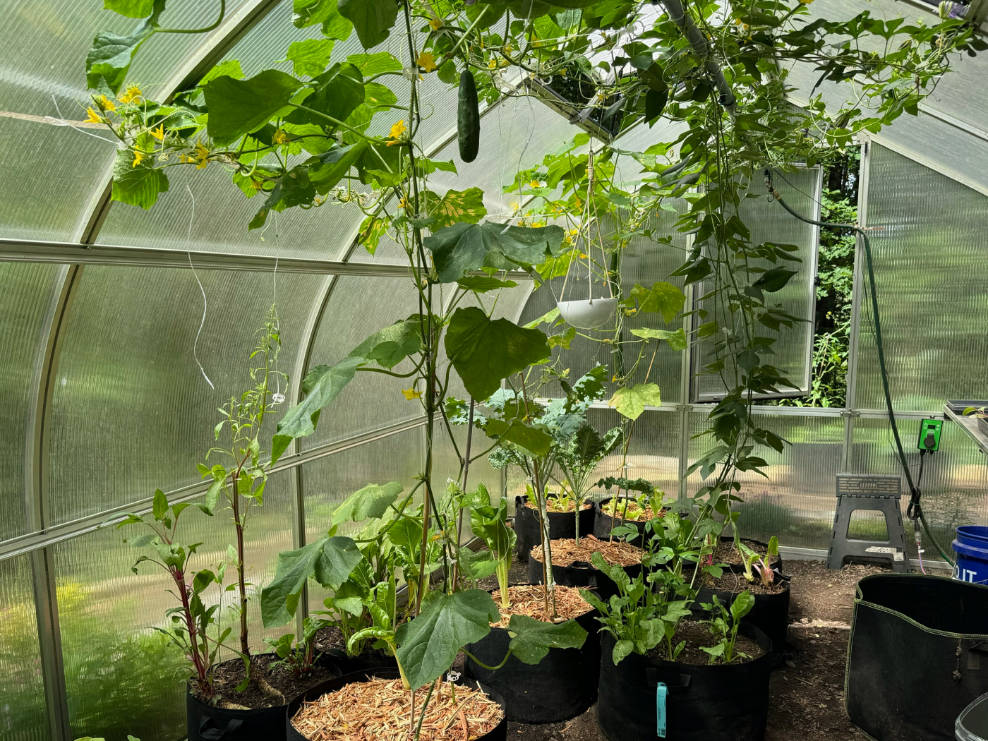 riga greenhouse